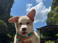 -贝利宠物医院·骨科·眼科·肿瘤转诊中心(南坪诊疗中心)