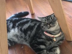 -Meowの猫咖(万家丽店)