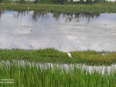 -洱海月湿地公园