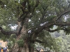-杨家堂村