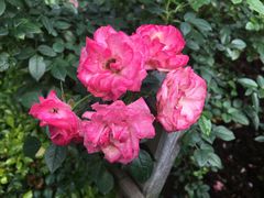 -人民公园(罗湖区)