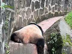 -都江堰中华大熊猫苑