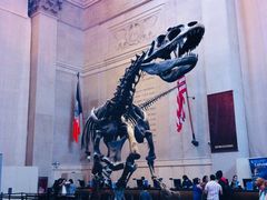 -美国自然历史博物馆