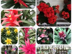 -上海鲜花港