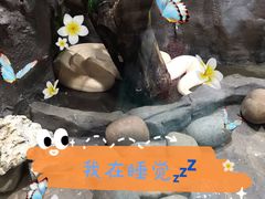 -西双版纳原始森林公园