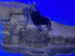 -蓬莱欧乐堡海洋极地世界