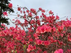 -木兰云雾山