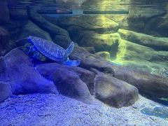 -合肥海洋世界