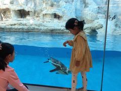 -帝企鹅自助餐厅•儿童岛•真企鹅(长隆企鹅酒店)