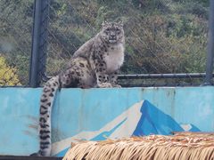 -青藏高原野生动物园