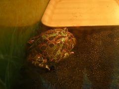 -上海大自然野生昆虫馆