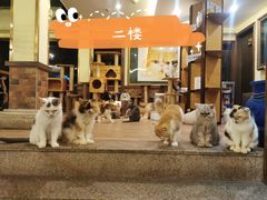 -more than meow吴止猫主题餐厅(承德 中船汇店)