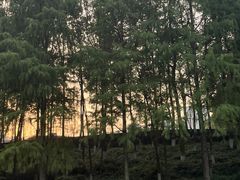 -重庆彩云湖湿地公园