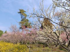 -梅花山(明孝陵内)