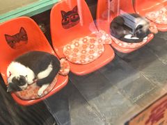 -猫咪博物馆(顶澳仔猫街店)