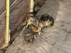 -青藏高原野生动物园