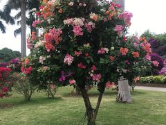 -东南花都花博园