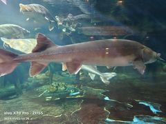 -华夏文旅海洋公园