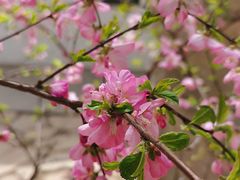 -桃花堤公园