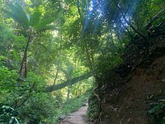 -西双版纳原始森林公园