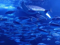 -太平洋海底世界