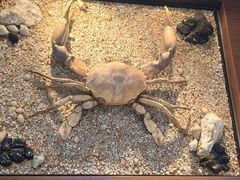 -無招牌海鮮(芽笼店)