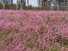 -春花秋色城市公园