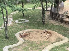 -大连森林动物园