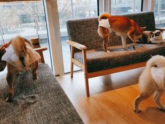 -南京Hallo宠物乐园·哈罗犬舍·柴犬繁育基地