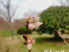 -顾村公园