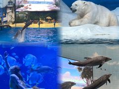 -海合安天津极地海洋公园