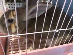 -藦茜花园宠物主题亲子互动体验馆(国顺东路店)