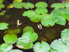 -北京植物园-展览温室