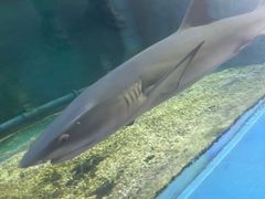 -北国之春国宴(乌兰察布店)