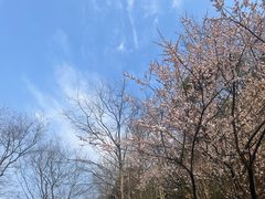-桃花岭景区