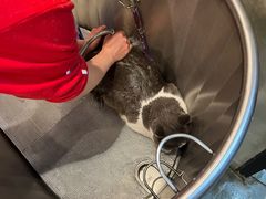 -PETKIT 小佩宠物·低压洗护·美容·寄养(安远店)