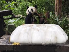 -广州长隆野生动物世界