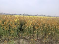 -中国天府农业博览园