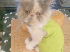 -有猫主题·治愈系猫咖(曾厝垵店)