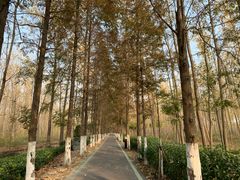 -合肥滨湖国家森林公园