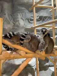 -Zoolung Zoolung动物主题公园(海信广场店)