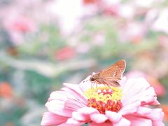 -合肥滨湖国家森林公园