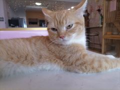 -Sweet cat·星愿猫咖(国贸大厦店)