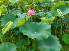 -池杉湖湿地公园