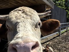 -圣露庄园·露营·烤肉·亲子