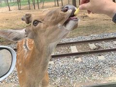-秦皇岛野生动物园