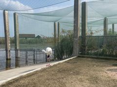 -盐城丹顶鹤湿地生态旅游区