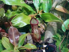 -国家植物园南园