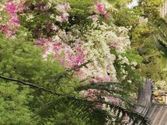 -深圳国际园林花卉博览园