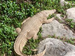 -清迈夜间动物园